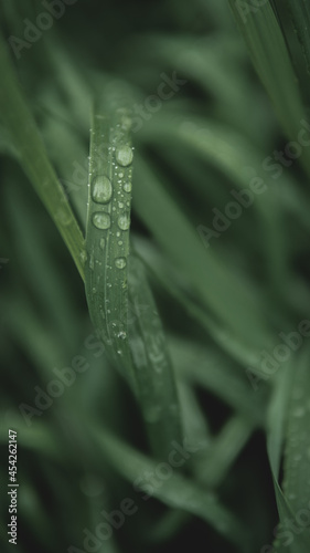 Dew drops on the grass in the forest after the rain close-up.