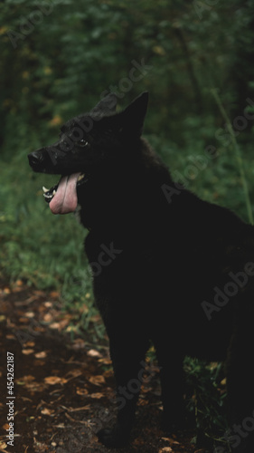 A black shepherd dog with a protruding tongue stands in the forest after the rain