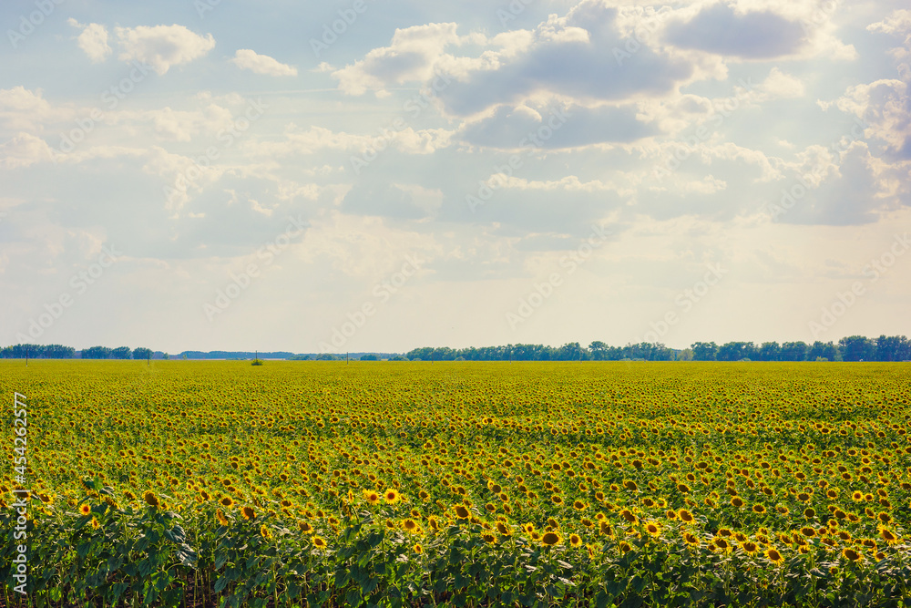 big sunflower field and beauty sky