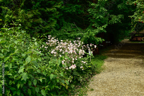 Fototapeta Naklejka Na Ścianę i Meble -  Bolestraszyce arboretum, Poland a beautiful green place, trees, shrubs, ponds, flowers on a summer August day.