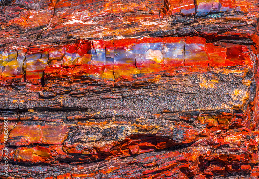 Petrified Wood Rock Abstract Background National Park Arizona