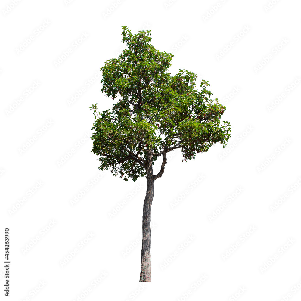 Fototapeta premium tree isolated on white background.