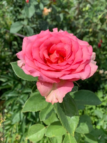 pink rose