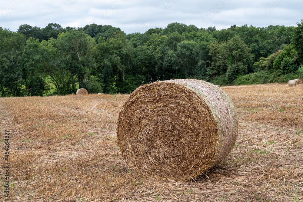 Harvested field with straw bales