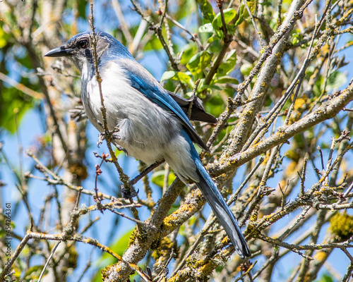 Scrub jay photo