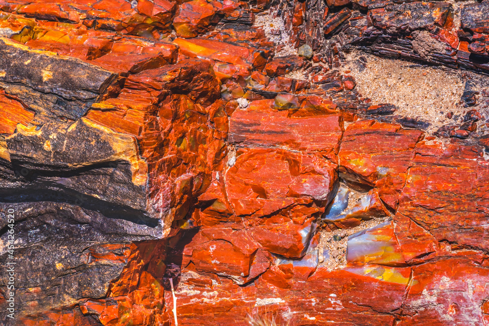 Petrified Wood Rock Abstract Background National Park Arizona