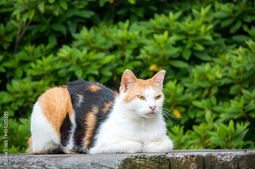 座る三毛猫