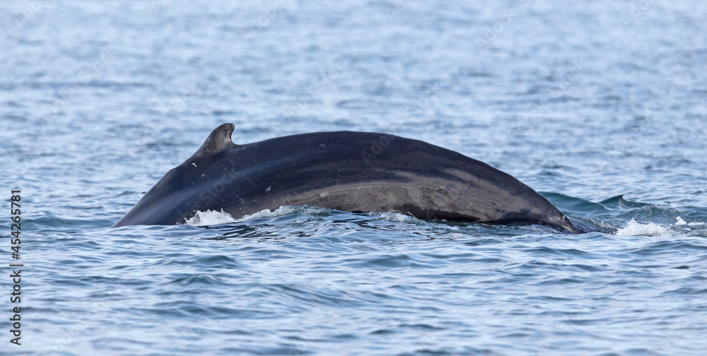 Fototapeta premium Humpback whale on Iceland