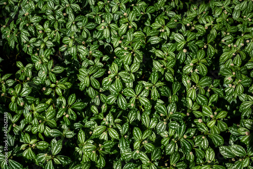 green leaves wall background  leaf wall nature background 