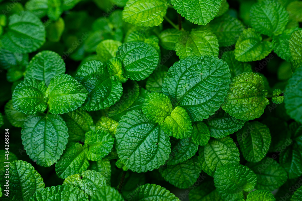 green leaves natural background wallpaper, texture of leaf, leaves with space for text
green leaves natural background wallpaper, texture of leaf, leaves with space for text