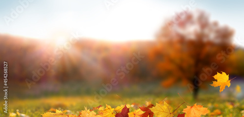 Fototapeta Naklejka Na Ścianę i Meble -  Colorful forest in sunlight. Autumn landscape with yellow trees and sun. Beautiful foliage in the park. Falling leaves natural background