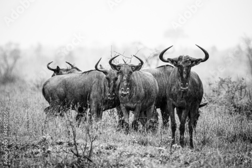 Fototapeta Naklejka Na Ścianę i Meble -  Blue wildebeest standing in a downpour in the Kruger Park, South Africa