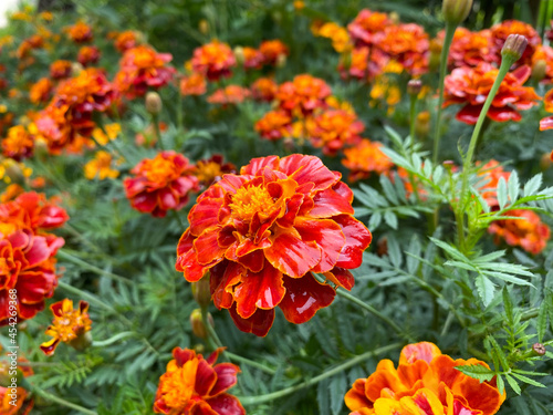 Background of beautiful flowers of Marigolds erect  Tagetes erecta . Red flowers of Tagetes erecta