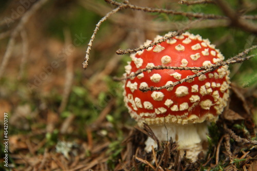 mushroom with red cap and white dots