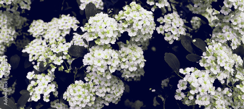 Dark bush with white flowers for art design