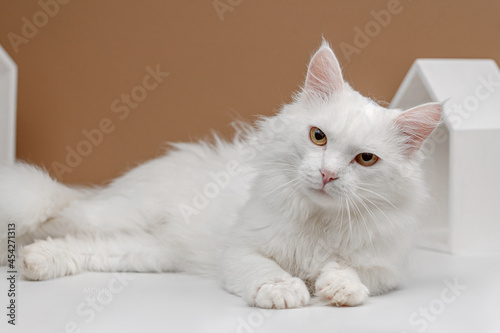 homeless white cat studio shooting on a beige background © food and animals