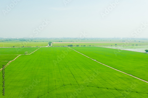 Field rice with landscape green pattern nature background 