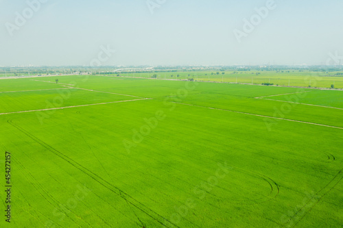 Field rice with landscape green pattern nature background 