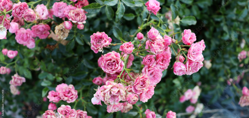 Romantic delicate pink flowers on green bush in garden