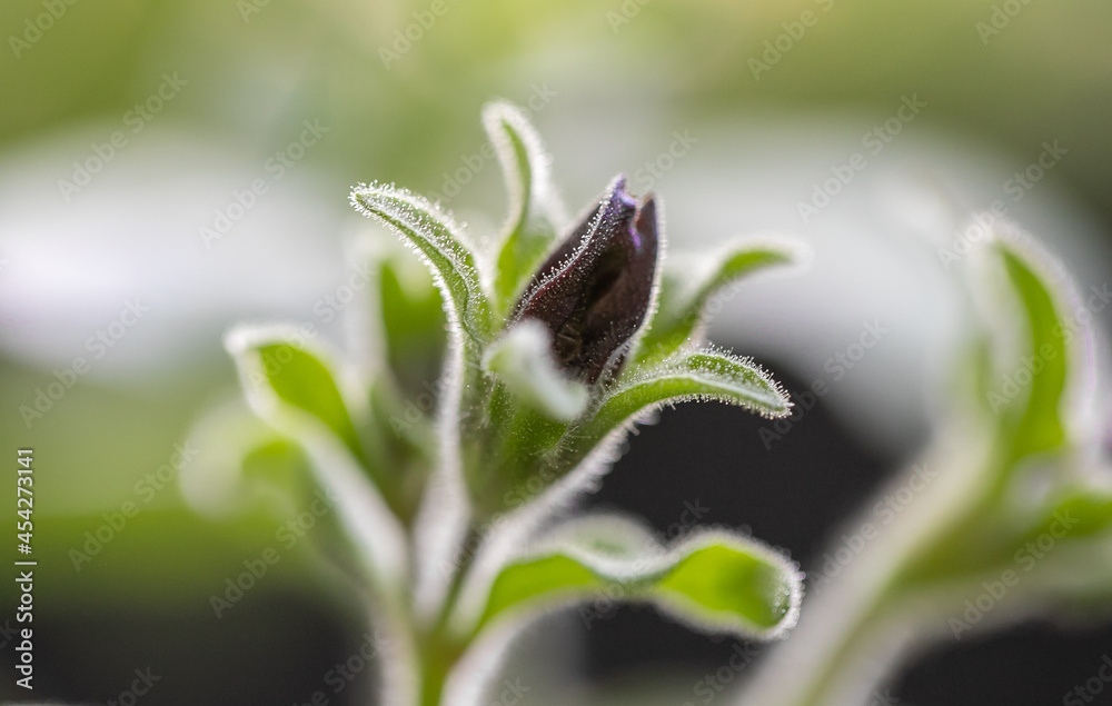 spring petunia bud spring petunia bud