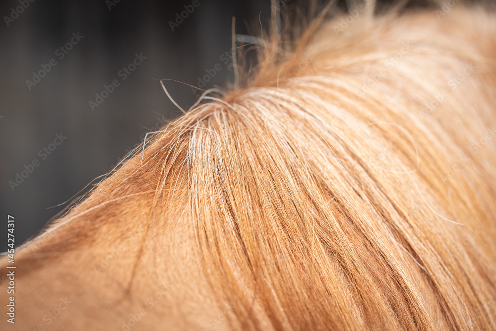 Fototapeta premium Wiederrist / Pferd / Pony