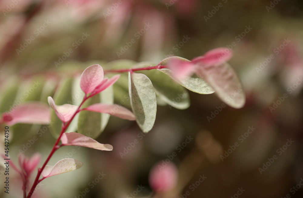 Breynia disticha ornamental bush pink variegated foliage natural floral macro background
Breynia disticha ornamental bush pink variegated foliage natural floral macro background