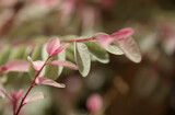 Breynia disticha ornamental bush pink variegated foliage natural floral macro background
