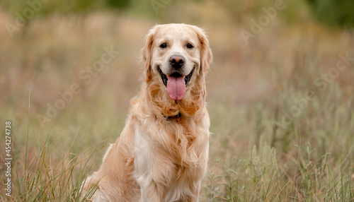 Golden retriever dog in the field