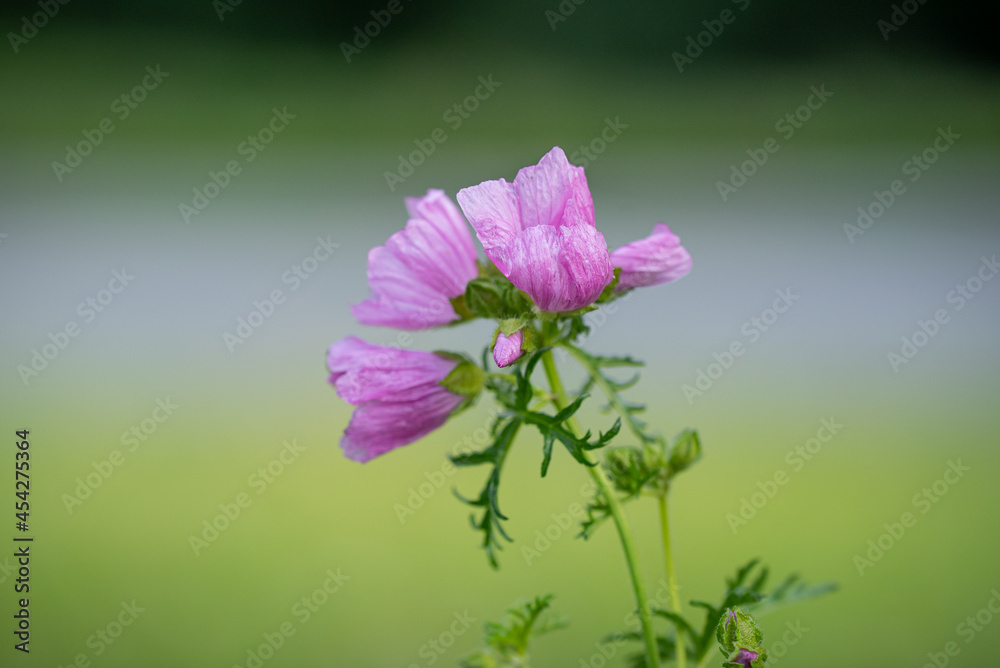 Fototapeta premium Wildblume