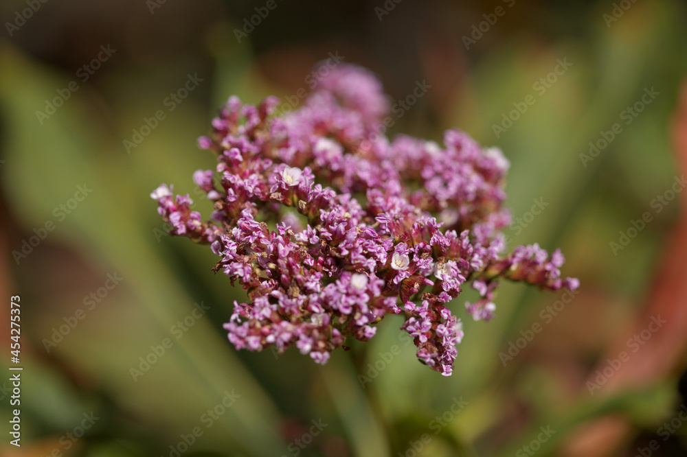 Pink flowers of tall bush of Limonium, or statice Pink flowers of tall bush of Limonium, or statice