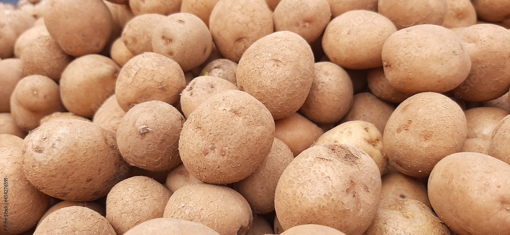 collection of fresh organic potatoes in the field collection of fresh organic potatoes in the field