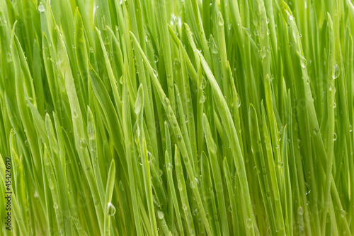 green grass with dew drops. clean grass, natural eco-friendly background