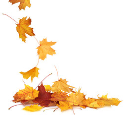 Pile of autumn colored leaves isolated on white background.A heap of different maple dry leaf .Red and colorful foliage colors in the fall season