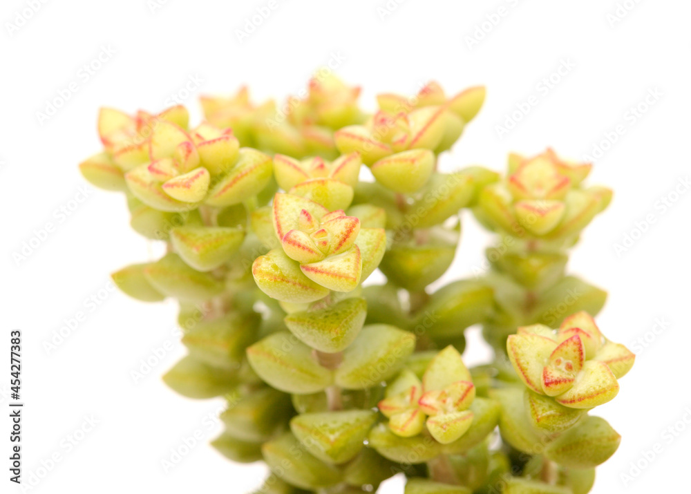 Small succulent Crassula marnierana, common name Jade Necklace, isolated on white
Small succulent Crassula marnierana, common name Jade Necklace, isolated on white