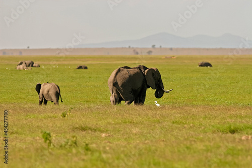 Paysage Famille El  phants   l  phanteaux Loxodonta africana au Kenya