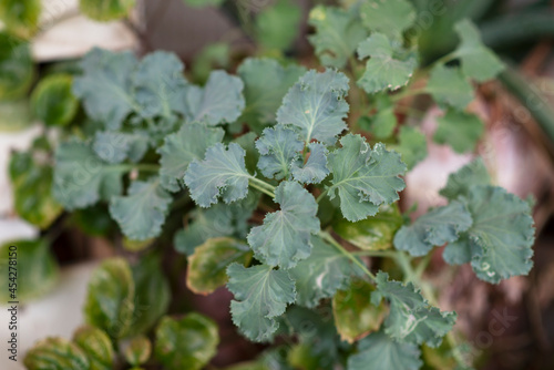 Planta de lechuga decorativa en tonalidades verdes en jardín