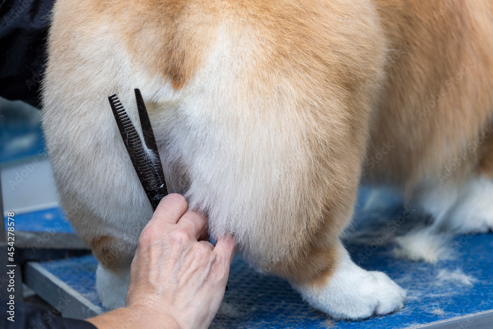 Obraz premium corgi grooming