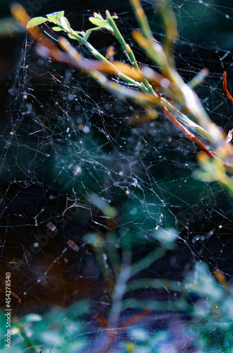 Macro Spinnenweben