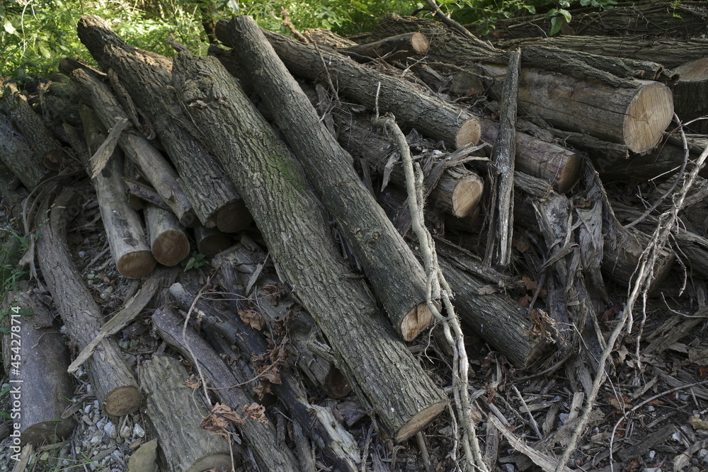 Stump in the forest Stump in the forest