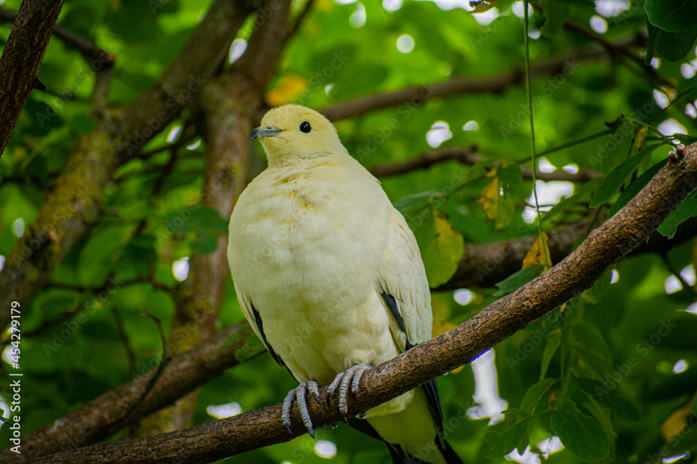 White King Pigeon White King Pigeon