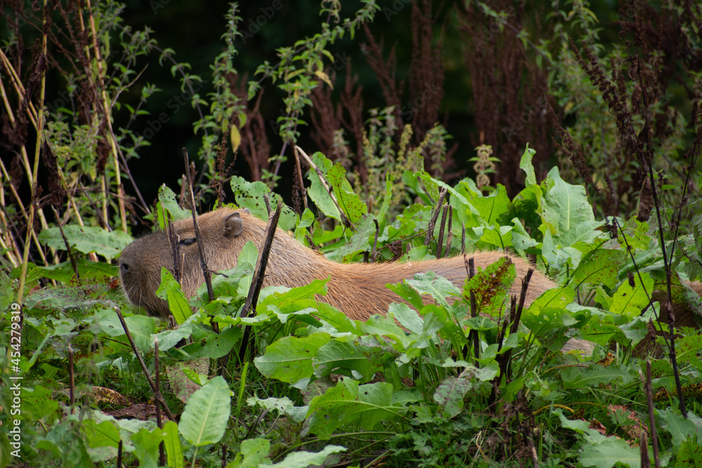 capybara in the grass