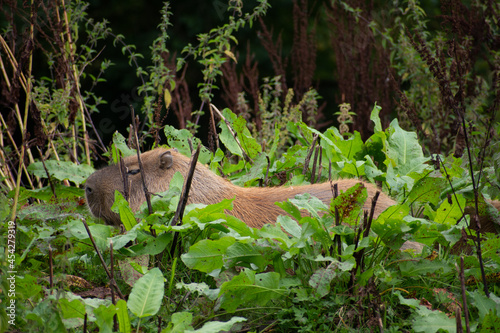capybara in the grass © jai