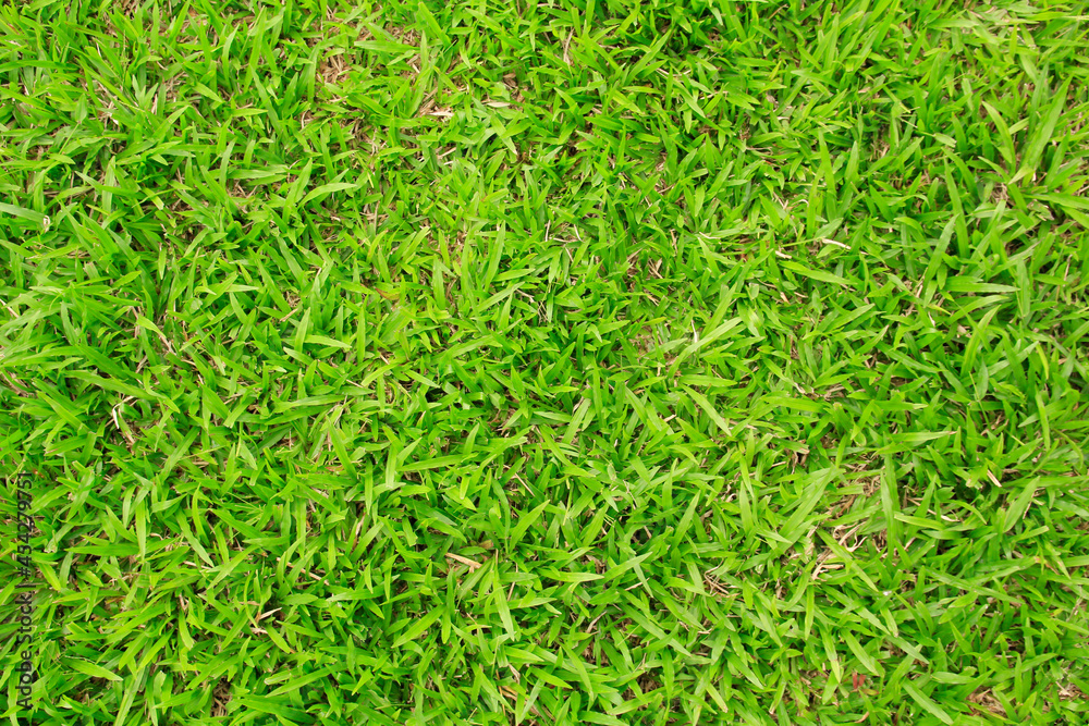 artificial green grass texture for background artificial green grass texture for background