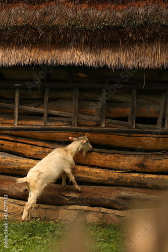 Skansen, wieś, stare chaty, Sanok, strzecha, lato, galicja