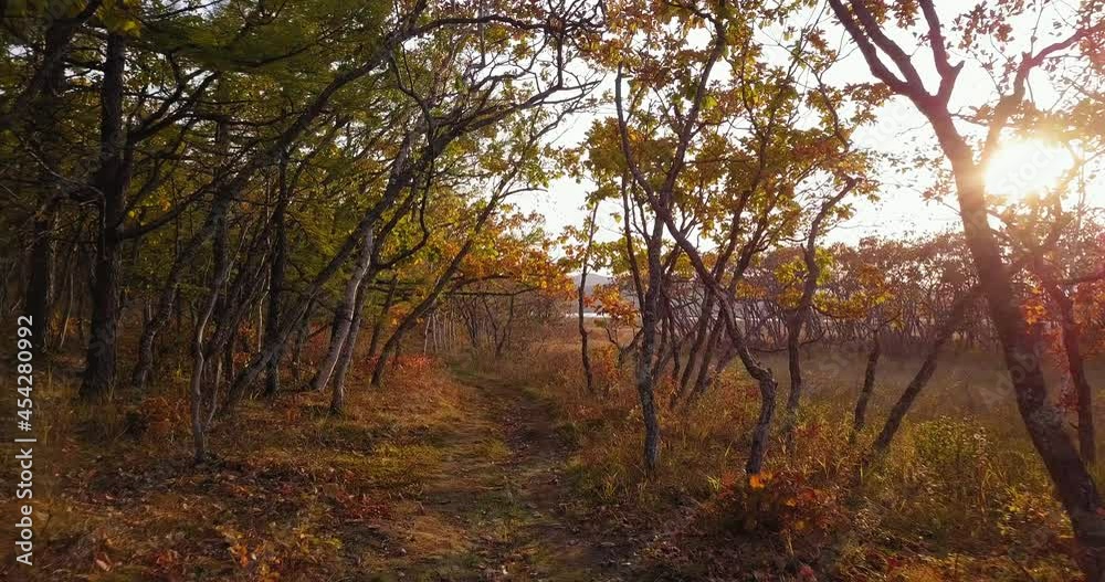 Flying slowly above the path in picturesque autumn forest. The bright sun is seen through the trees. Beautiful nature and sunny day Flying slowly above the path in picturesque autumn forest. The bright sun is seen through the trees. Beautiful nature and sunny day