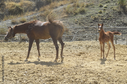 Cavallo arabo con puledro photo