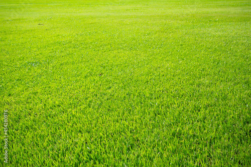 Fototapeta Naklejka Na Ścianę i Meble -  green grass field 