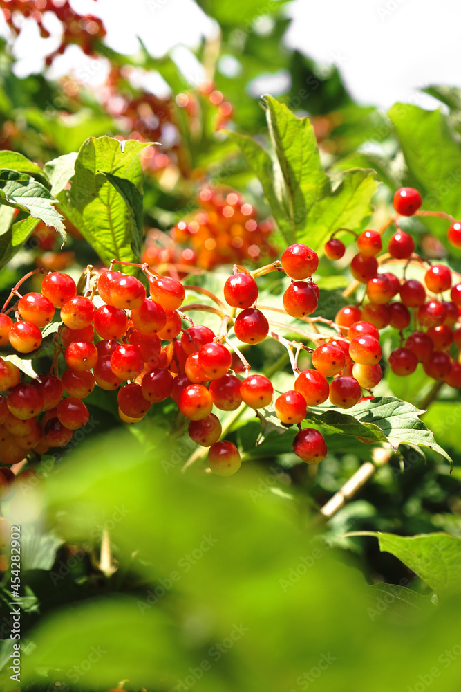 Fototapeta premium Red viburnum branch with berries close up. Abstract natural background.