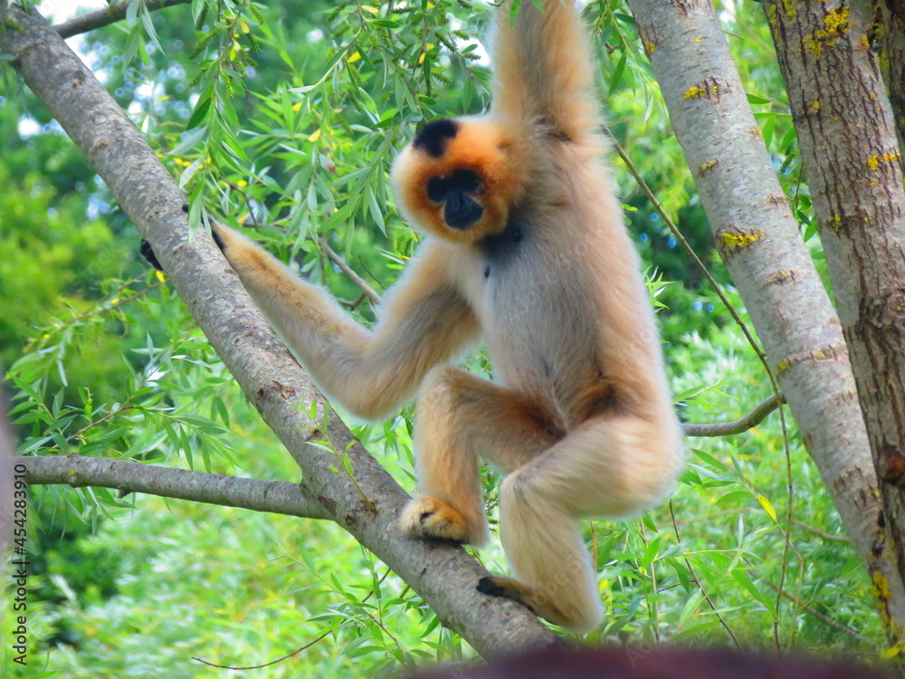 Obraz premium Gibbon