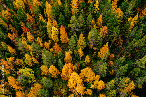 Fototapeta Naklejka Na Ścianę i Meble -  Aerial top view of  yellow and orange autumn trees in forest in rural Finland.